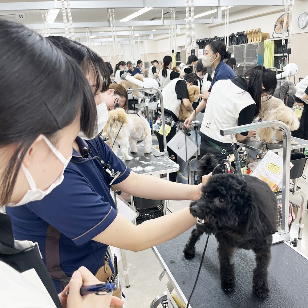 ２年生はお客様の愛犬をトリミング♪①
